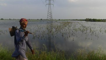World Bank to provide $22.2m in aid to Pakistan’s flood-hit farmers: ministry